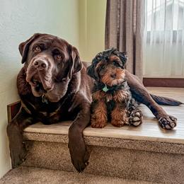 Bernedoodle, Cavapoo, Cavapoochon, Goldendoodle, Poodle, and Yorkipoo Puppies from Anchor Dogs