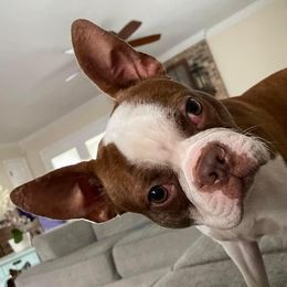 Boston Terriers and Boxers from Belue’s Boxers and Bostons