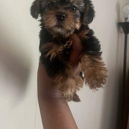 Sweetie Pie 2500 - Black and tan female Yorkipoo puppy in Gastonia, North Carolina from Dynasty Kennel