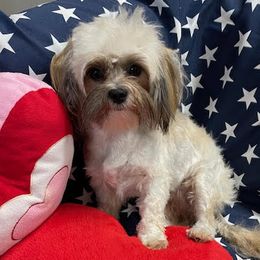 Luna - Maltese