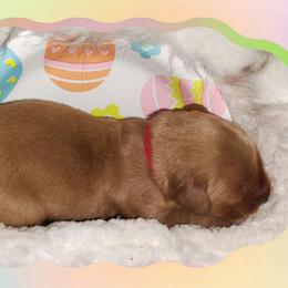 Red - Dark golden male Golden Retriever puppy in Davisboro, Georgia from Ginger Snap Golden Retrievers