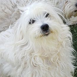 Abby - Coton de Tulear