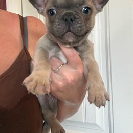Ferb - Blue male French Bulldog puppy in Ludowici, Georgia from Royal Destiny Kennels