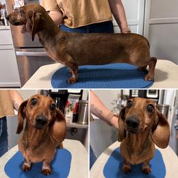 Windy - Red female Dachshund puppy in Fond Du Lac, Wisconsin from Clucking Homestead Springers & Dachshunds