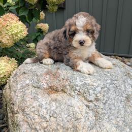 Girl 1 - female Bernedoodle puppy in Beach City, Ohio from Blue Cloud Doodles