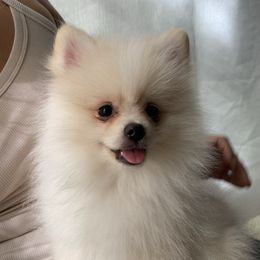 HALO - Cream male Pomeranian puppy in Los Angeles, California from Lucky Poms of LA