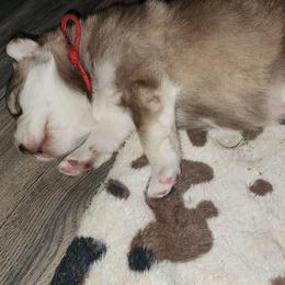 HEX,  red collar - Red and white female Alaskan Malamute puppy in Grayson County, Virginia from River Bend Malamutes