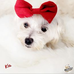 Kia - Maltese