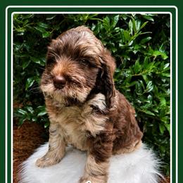 Fripp - Merle male Goldendoodle puppy in Charlotte, North Carolina from Hopeful Heart Doodles