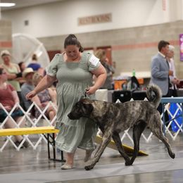 Anatolian Shepherd Dog Puppies from Apex Anatolians