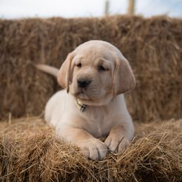 Dilute Retriever Puppies from Prairie Hills Labs