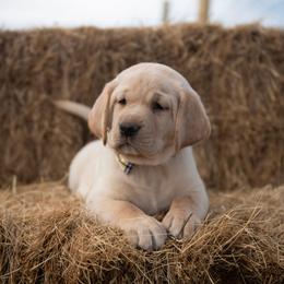 Dilute Retriever Puppies from Prairie Hills Labs