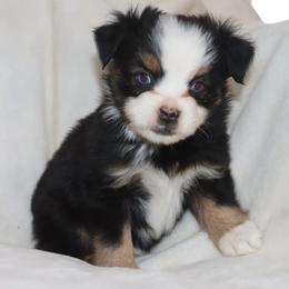 Blue-Eyed Black Tri Male - Black tri male Toy Australian Shepherd puppy in Leighton, Alabama from Isbell Land & Livestock, LLC