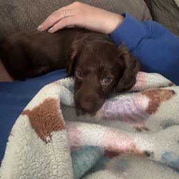 Dachshund Puppies from TS Dachshunds