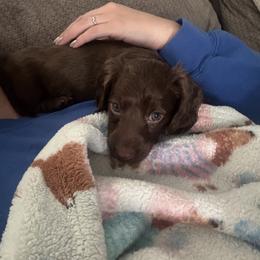 Dachshund Puppies from TS Dachshunds