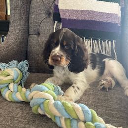 English Springer Spaniel Puppies from South Texas Springers