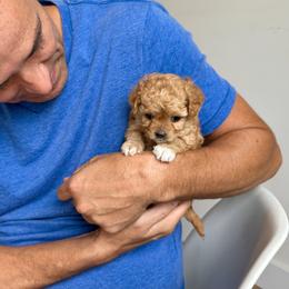 Cavapoo Puppies from The Cavapoo Club