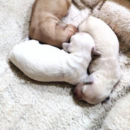 Light cream 2nd girl - Cream female Dachshund puppy in Clarksville, Georgia from Chances R Farm