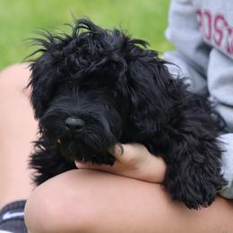 Kacia - Black female Whoodle puppy in West Bend, Iowa from Blue Skies Terriers