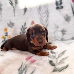 Macchiato - Chocolate and tan male Dachshund puppy in Jacksonville, Florida from Florida Dippin’ Dachshunds & Aussiedoodles