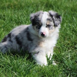 Spencer - Blue merle Australian Shepherd puppy in Granville, Ohio from River Trails Aussies