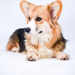 Lyric - Pembroke Welsh Corgi