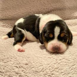 Girl 1 Pink - Black and white female Beagle puppy in Crestview, Florida from Alicia's Beagles