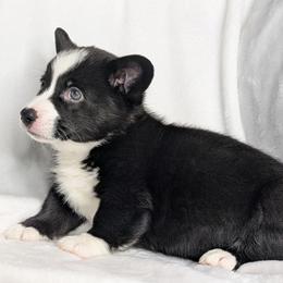 Snoopy - Black and white male American Corgi puppy in Clarksville, Tennessee from Cold Creek Family Farm LLC