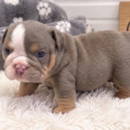 Boots - Lilac tri-color male Bulldog puppy in Bell Gardens, California from G bulldogs