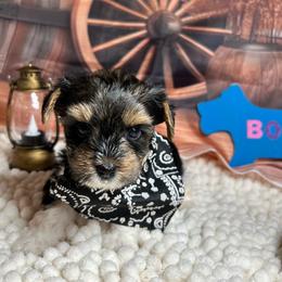 Boy 3(2500) - Black tan and white male Biewer Terrier puppy in Douglas, Georgia from Southern Georgia Yorkies and biewers
