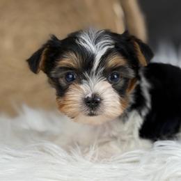 Hudson - Black tan and white male Biewer Terrier puppy in Liberty, Texas from Tiny Yorkshire pups