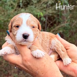 Hunter - Red male Bernedoodle puppy in Newnan, Georgia from Wagging Tailz Pups