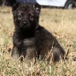 Lime Collar - Sable female German Shepherd puppy in Mansfield, Texas from Vom Anfang German Shepherds