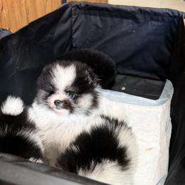 Pomeranian Puppies from Cascade Pomeranians