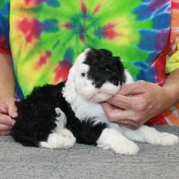 Maisie - Black and white female Portuguese Water Dog puppy in Beatrice, Nebraska from Success Portuguese Water Dogs