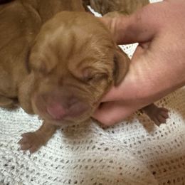 Boy 2 - Golden rust male Vizsla puppy in Windsor, Maine from Pleasant Ridge