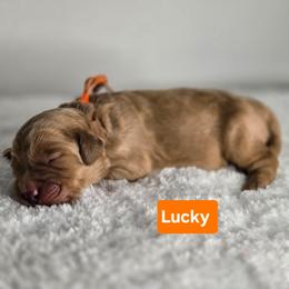 Lucky - Apricot male Goldendoodle puppy in Summerville, South Carolina from Channys Doodles