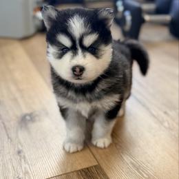 Tim - Black and white male Pomsky puppy in Memphis, Missouri from Happy Hills Kennels