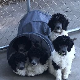 Poodle Puppies from High Mesa Standards