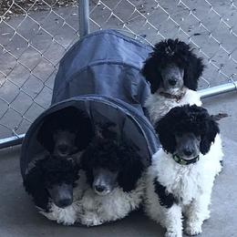 Poodle Puppies from High Mesa Standards