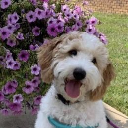 Lincoln - Goldendoodle