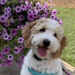 Lincoln - Goldendoodle