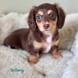 Bellamy - Chocolate and cream female Dachshund puppy in Livingston, Louisiana from DivaDoxi