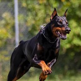Doberman Pinscher All Grown Up from Kiziah Dobermans