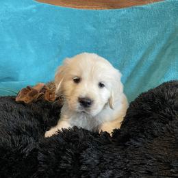 Piper - Light golden female Golden Retriever puppy in Ennis, Texas from Amberidge Golden Retrievers