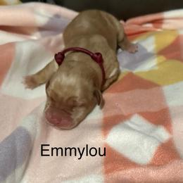 Emmylou - Yellow female Labrador Retriever puppy in Moses Lake, Washington from Kreger Lake Kennels