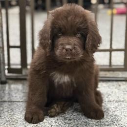 Captain - Brown male Newfoundland puppy in Saukville, Wisconsin from Crossroads Canines ~ Newfoundland Dogs