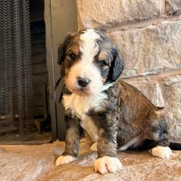 Appalachian - Sable male Bernedoodle puppy in Fort Meade, Florida from Baldwin Dood Ranch