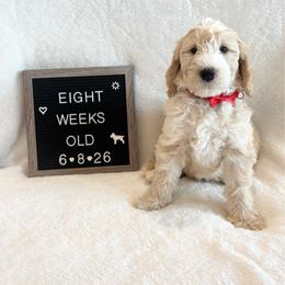Gill - Yellow and white male Bernedoodle puppy in Sparrows Point, Maryland from Rosie’s Puppies