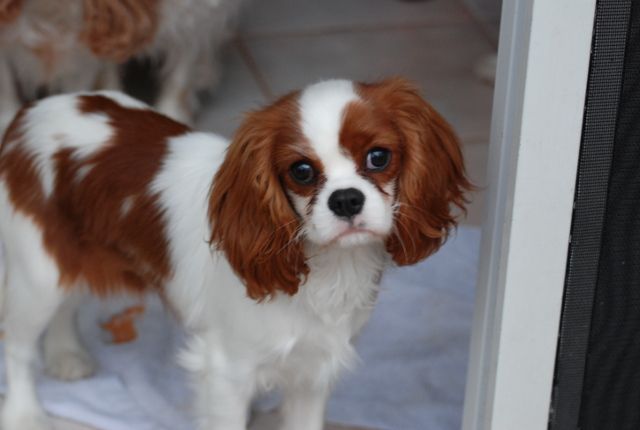 Sandy Liston in Illinois | Cavalier King Charles Spaniel puppies | Good Dog